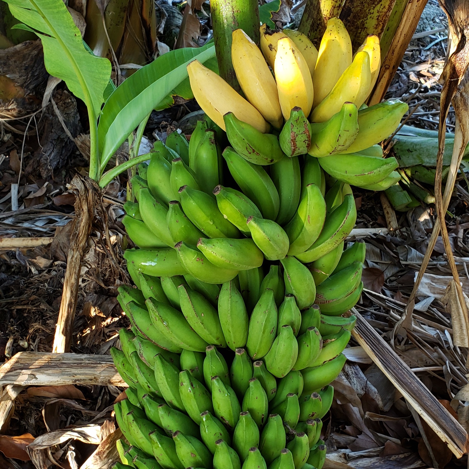 Fruit Variety Picture